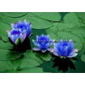 Suministro del fabricante natural 10: 1 20: 1 Blue Lotus Extract